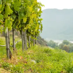 Weinbautechnik